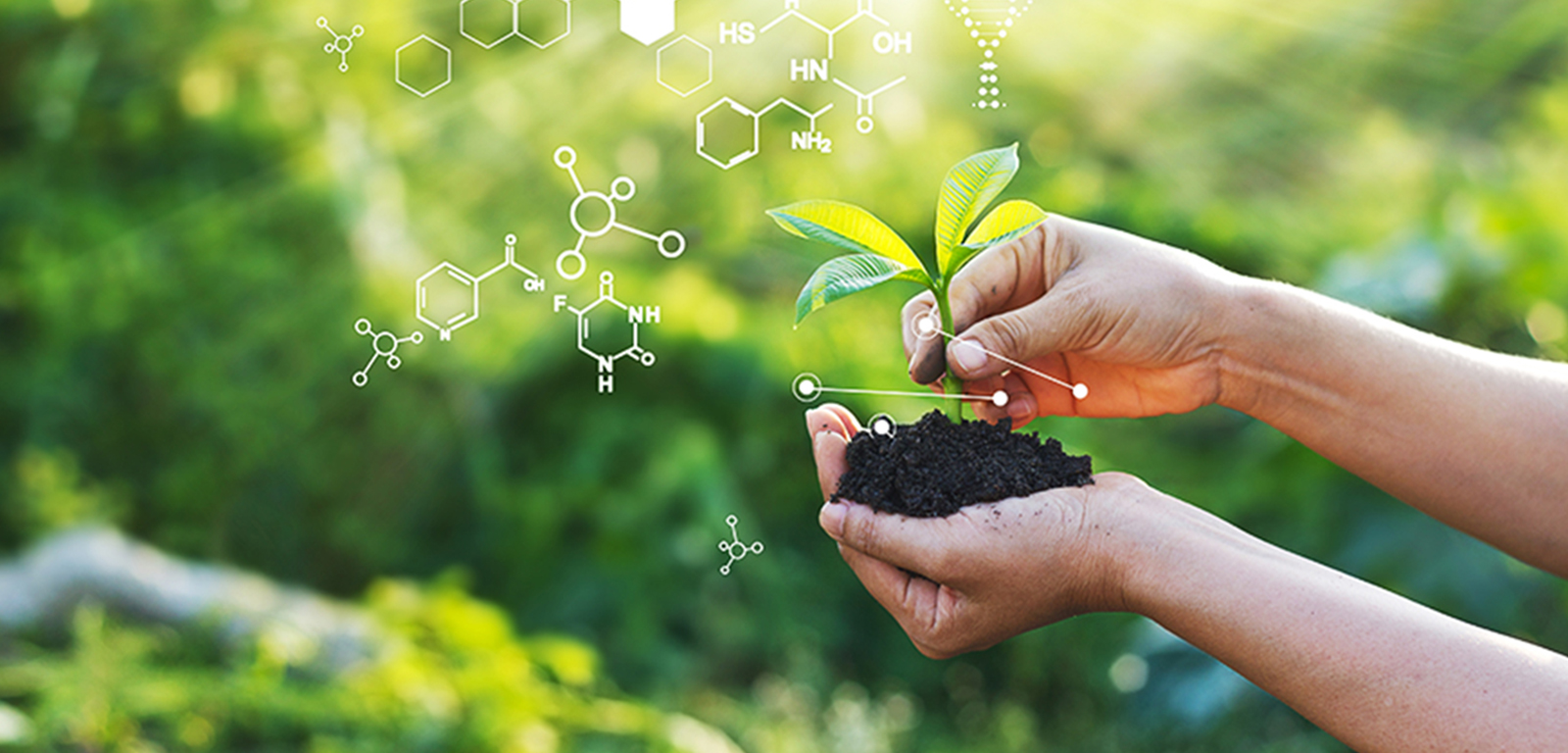 Bachelor of Environmental Management (Honours) Study Abroad